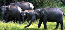 Magical Coorg and Wayanad Tour Package