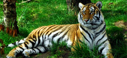 Mysore - Nagarhole National Park - Coorg Tour Package