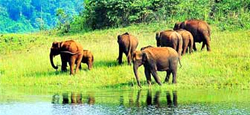 Mysore - Coorg - Ooty - Munnar - Thekkady - Alleppey Tour Package